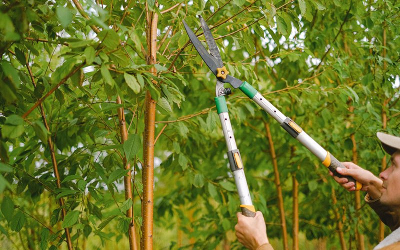 Tree trimming in Evansville, WY