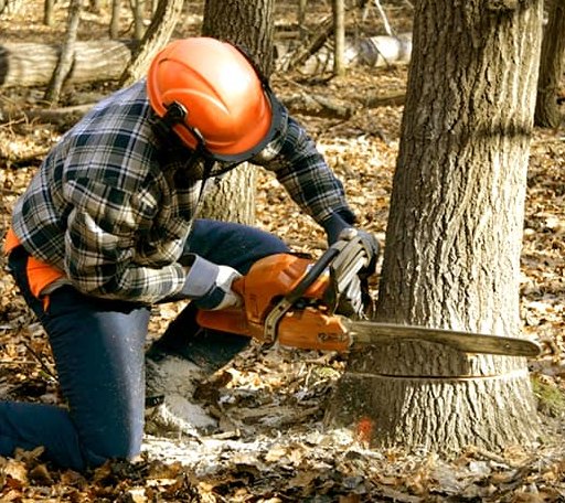 Tree Removal in Evansville, WY